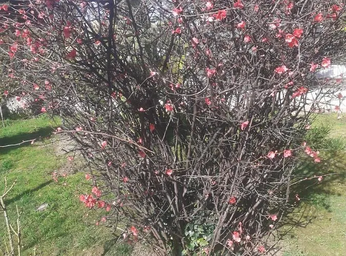 La Casetta Di Nives לינה וארוחת בוקר